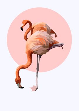 Flamingo