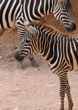 zebra in the jungle