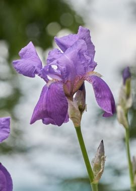 iris gladiolus in bloom