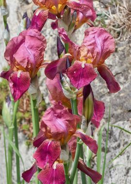 iris gladiolus in bloom