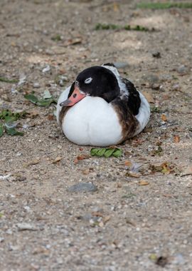 duck in the farm