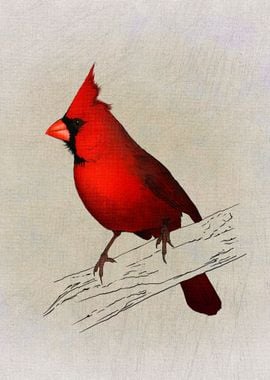 Cardinalis