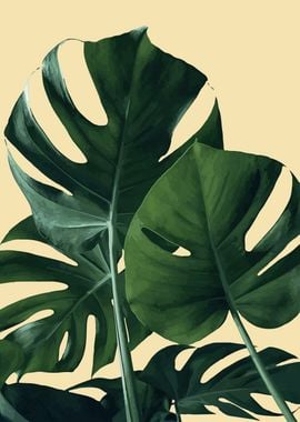 monstera tropical floral