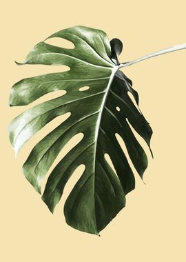 Monstera delisiousa