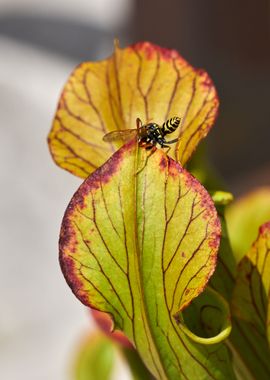 carnivorous plant