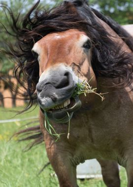 horse in the farm