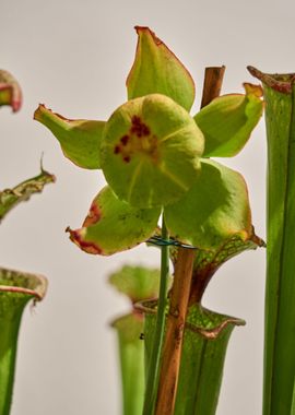 carnivorous plant 