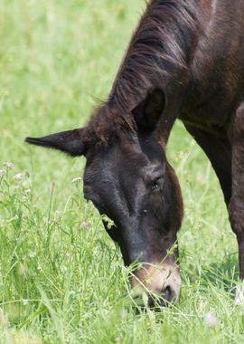 horse in the farm