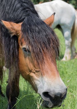 horse in the farm