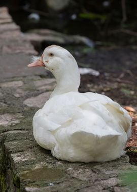 Muscovy ducks