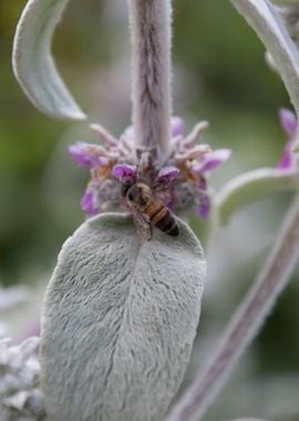 flower in spring season