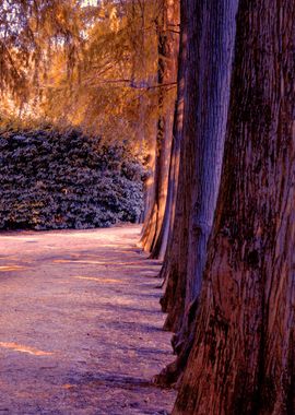 trees of the park avenue