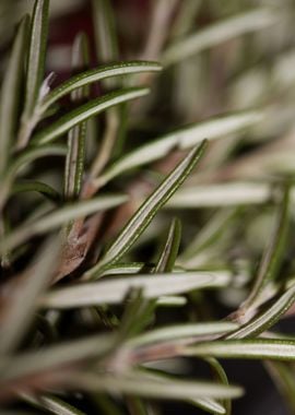 Rosemary flower lamiaceae