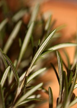 Rosemary flower lamiaceae