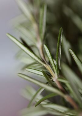 Rosmarinus lamiaceae macro