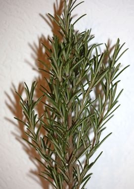 Rosemary flower lamiaceae