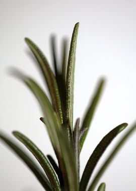 Rosemary flower lamiaceae