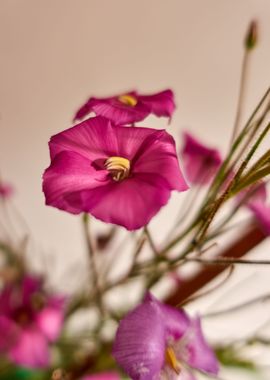 Tropical pink flowers