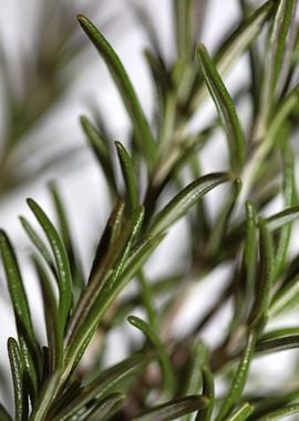 Rosemary flower lamiaceae