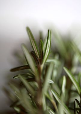 Rosemary flower lamiaceae