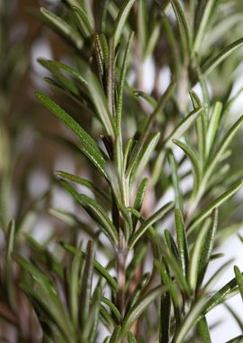 Rosemary flower lamiaceae