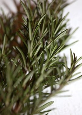 Rosemary flower lamiaceae