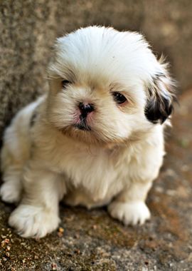 Cute Puppy