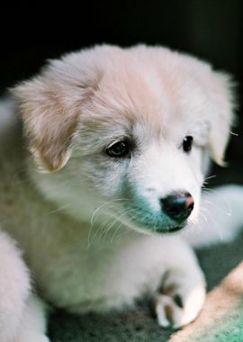 Cute Puppy