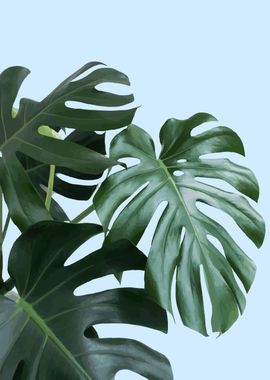 monstera