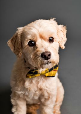 Cute Puppy With A Bow Tie