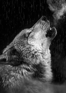 black Wolf Howls art 