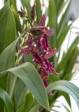 orchid in bloom