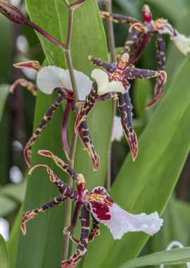 orchid in bloom