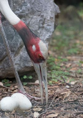 antigone crane bird 