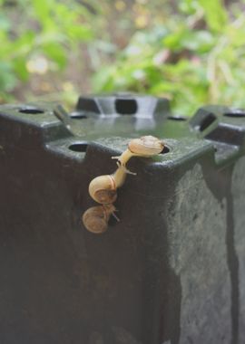 Snails teamwork