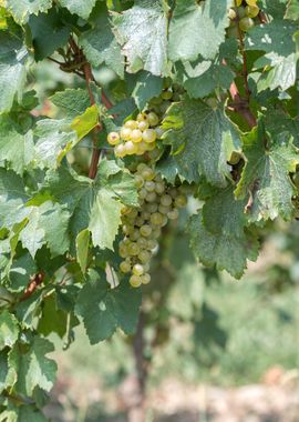 grape grows on vineyard 