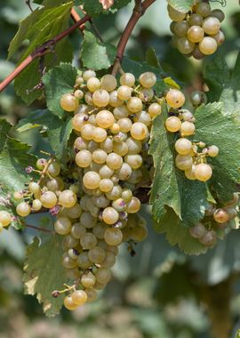 grape grows on vineyard 