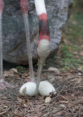 antigone crane bird 