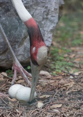 antigone crane bird 