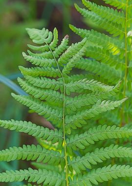 fern plant in the garden