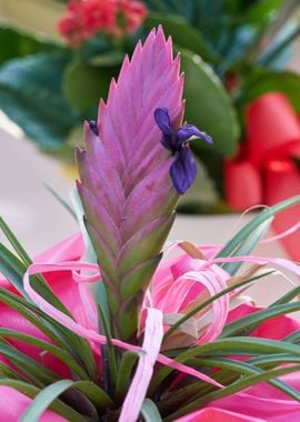 vriesea carinata flower 