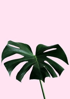 monstera