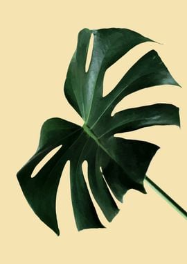 monstera