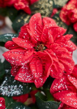 red poinsettia