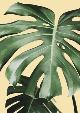 Monstera tropical