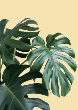 Monstera Leaves