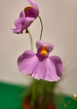 Tropical pink flowers