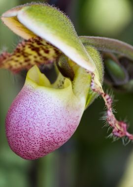 orchid in the garden