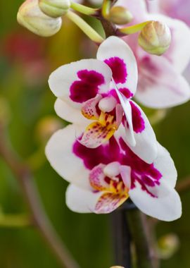 orchid in the garden