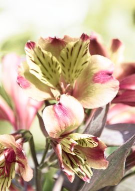 lily in spring